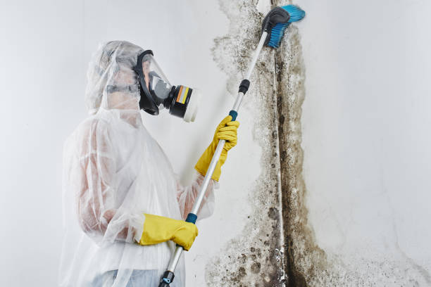 Best Mold Remediation  in Delta, CO