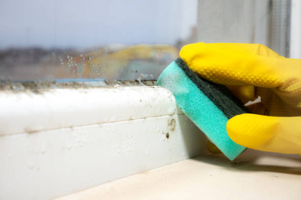 Best Fast Mold Removal  in Delta, CO