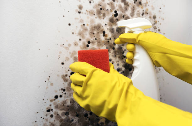 Trusted Delta, CO Mold Removal Experts