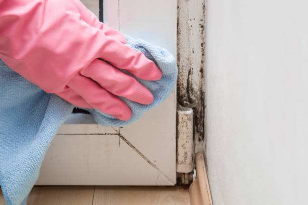 Best Mold Removal Specialists  in Delta, CO
